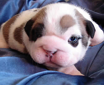 English bulldog puppies